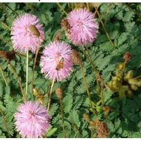 thumbnail for publication: Performance of Native Florida Plants under North Florida Conditions